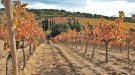 Vinyes de tardor (5)