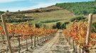 Vinyes de tardor (6)