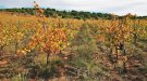 Vinyes de tardor (7)