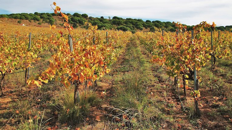 Vinyes de tardor (7)