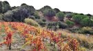 Vinyes de tardor (8)