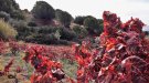 Vinyes de tardor (9)