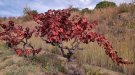 Vinyes de tardor (i 10)
