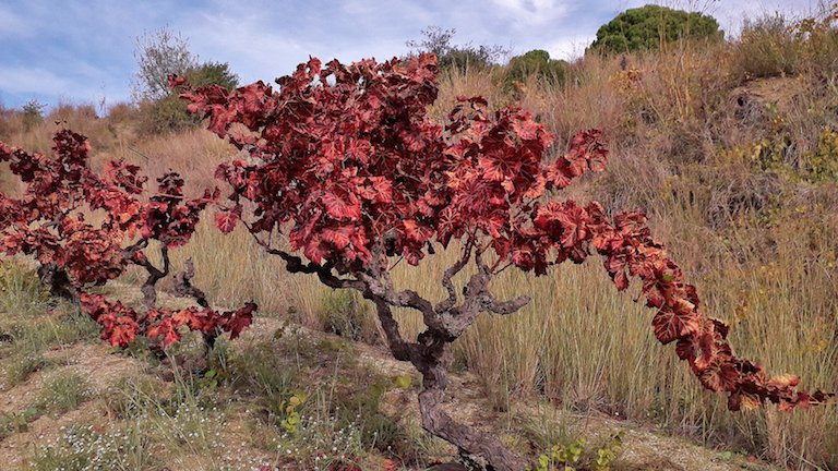 Vinyes de tardor (i 10)