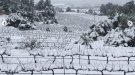 La neu no arriba a la DO Alella, però pinta de blanc les vinyes d'arreu del país