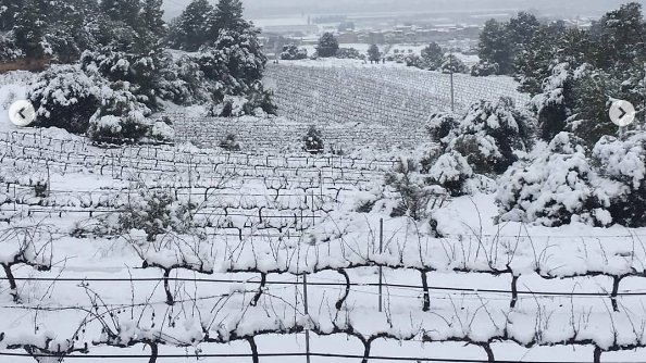 La neu no arriba a la DO Alella, però pinya de blanc les vinyes d'arreu del país