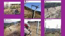 Els cellers de la DO Alella estan en període de poda