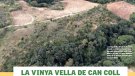 Vinyes singulars: La Vinya Vella de Can Coll