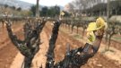 Ja és primavera a la DO Alella