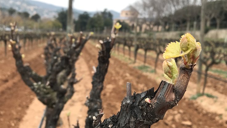 La vinya de Cal Marquès d'Alella