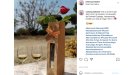 Aquest divendres el celler Quim Batlle regalarà una rosa a tots aquells que el visitin i comprin una ampolla de Foranell Cupatge