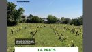 Vinyes singulars: La Prats