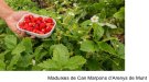 El Maresme participa a la festa gastronòmica Alícia’t amb els seus productes més singulars