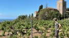 Vinyes Singulars: la vinya de l'Alegria