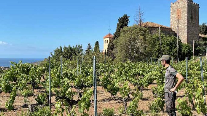 Vinyes Singulars: la vinya de l'Alegria