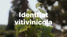 El nou Pla Estratègic de Turisme d'Alella té la identitat vitinícola del municipi com a eix vertebrador