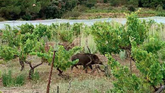 Com afrontar la difícil convivència de la vinya amb el senglar