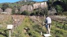 Renoven els cartells informatius de la Vinya Testimonial d'Alella