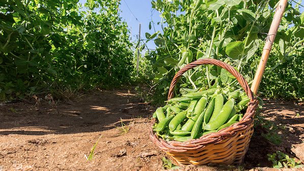 El pèsol, protagonista de la gastronomia al Maresme
