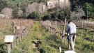 Comencen les activitats per donar a conèixer la Vinya Testimonial d'Alella