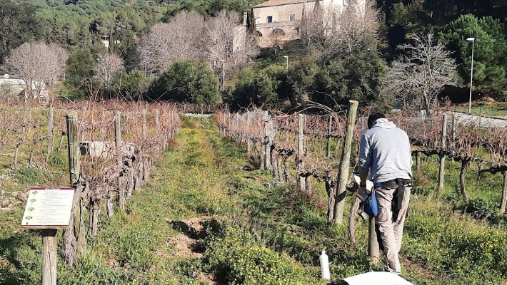 Comencen les activitats per donar a conèixer la Vinya Testimonial d'Alella