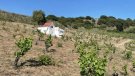 Vinyes singulars: la vinya d'en Prudenci