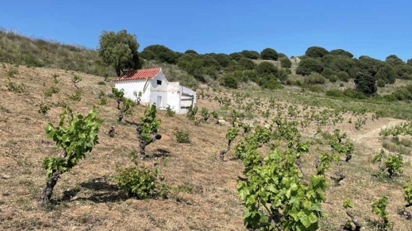 Vinyes singulars: la vinya d'en Prudenci