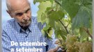 Se setembre a setembre: resum del darrer curs vinícola