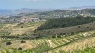 La vinya davant el canvi climàtic (2)