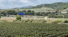 La vinya davant el canvi climàtic (i 3)
