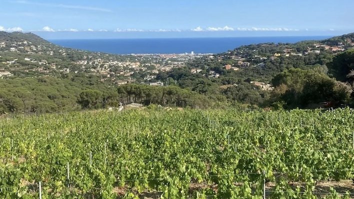 Testuan perd la vinya de Cabrils
