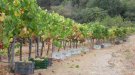 Aquest diumenge, visita a Can Villà i tast del vi Sis Cents negre