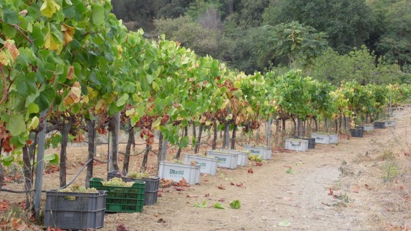 Aquest diumenge, visita a Can Villà i tast del vi Sis Cents negre