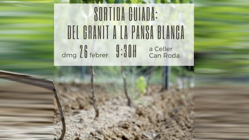 Del granit a la pansa blanca, una passejada per Can Roda per entendre la DO Alella