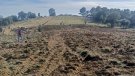 Talcomraja planta una nova vinya a Arenys de Munt