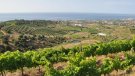 'Alella es mou', el nou article d'Òscar Pallarès a Vadevi.cat