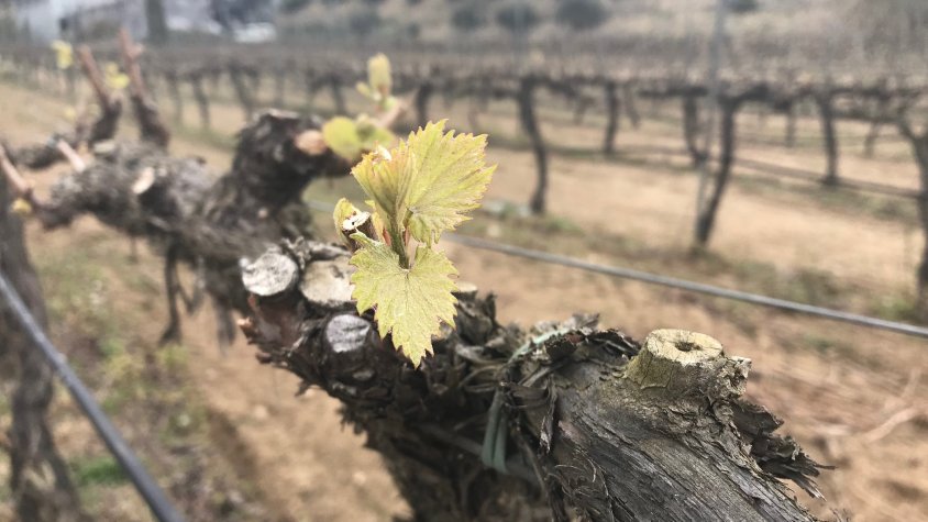 Vinya de Chardonnay al bell mig de la Vall Cirera (Tiana) a l'interior de la finca d'Alta Alella, dimecres passat.