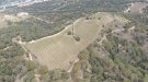 Vinyes singulars: la plana de Can Sala de Dalt (Arenys de Munt)