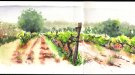 'Urban sketchers' del Maresme dibuixen les vinyes de la vall de Rials (Alella)