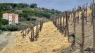 Alta Alella utilitza palla per tenir cura d'una de les seves vinyes