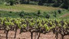 Escapades vinícoles i gastronòmiques d’agost (1)