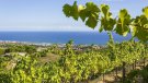 La DO Alella s'integrarà a la DO Penedès a partir de l'1 de gener