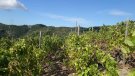 `Quim Batlle, un celler amb un paisatge inoblidable´, segons enoturista.cat