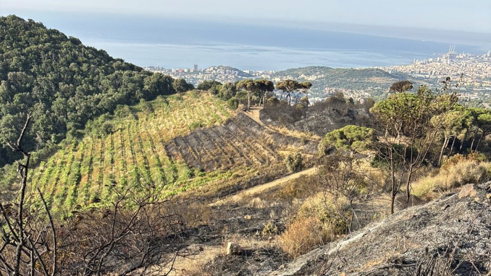 La vinya, clau per aturar l'incendi de Tiana